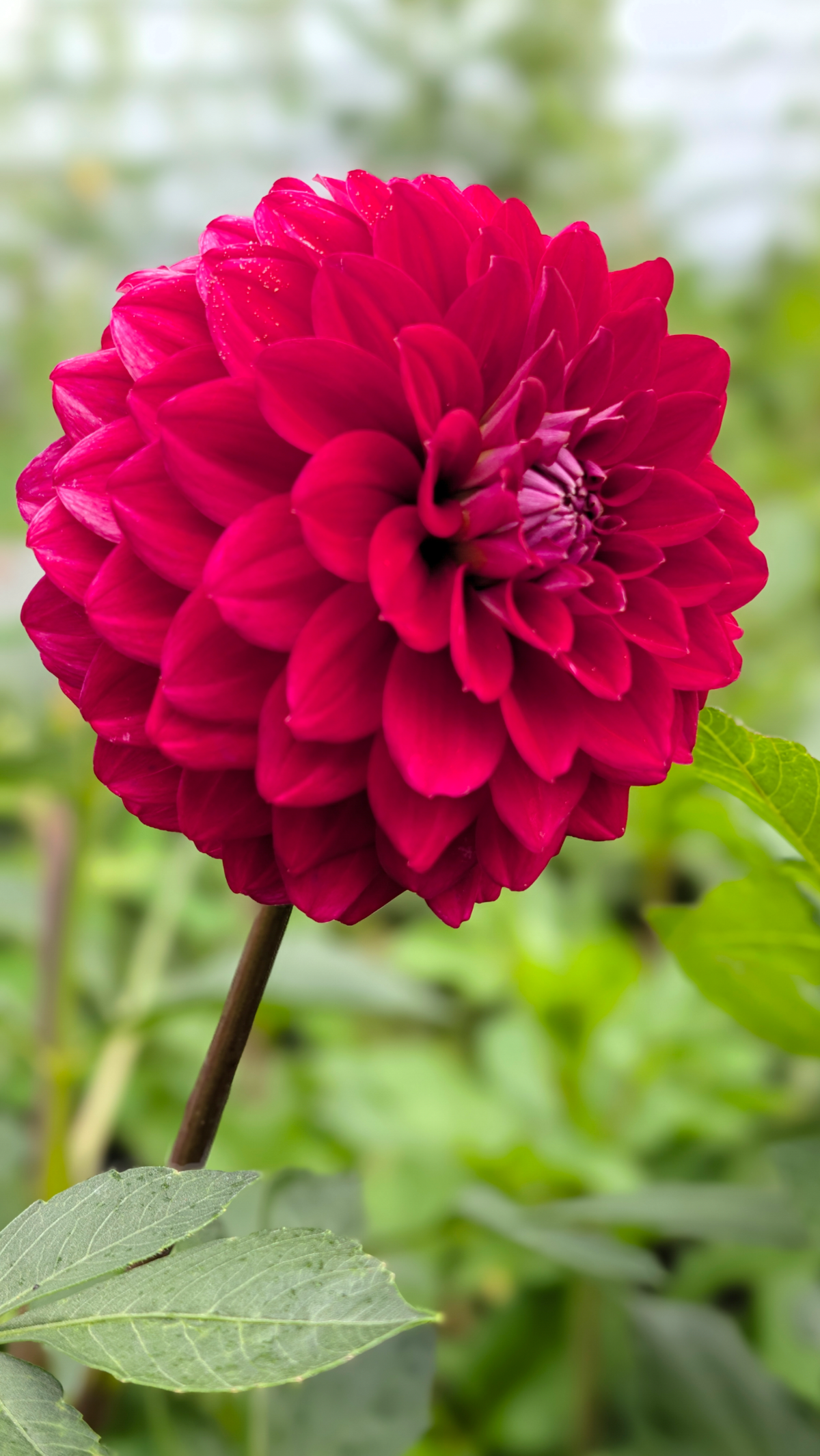 Lee's Black Raspberry