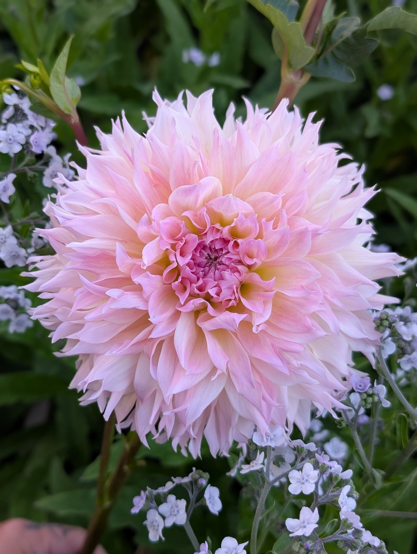 Lee's Pink Grapefruit