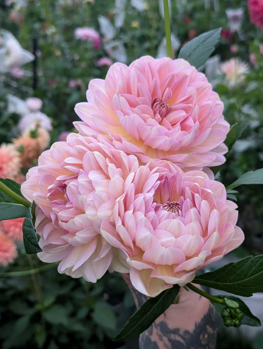 Hapet Old Charm (Limit ONE)