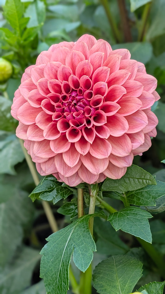 Lee's Anna Jean