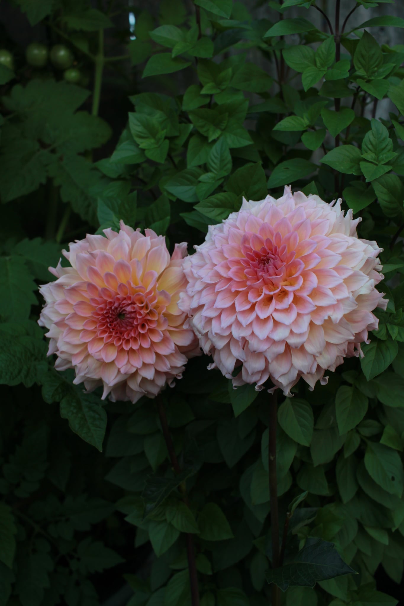 Lee's Pink Grapefruit