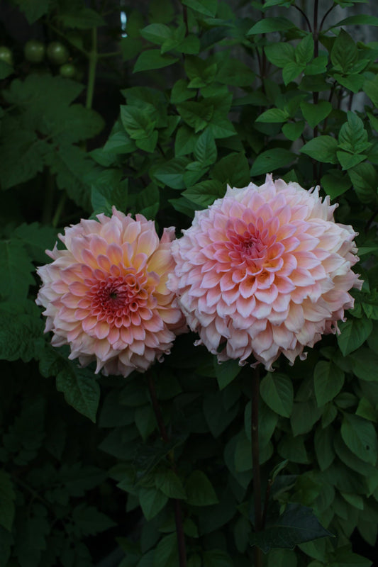Lee's Pink Grapefruit