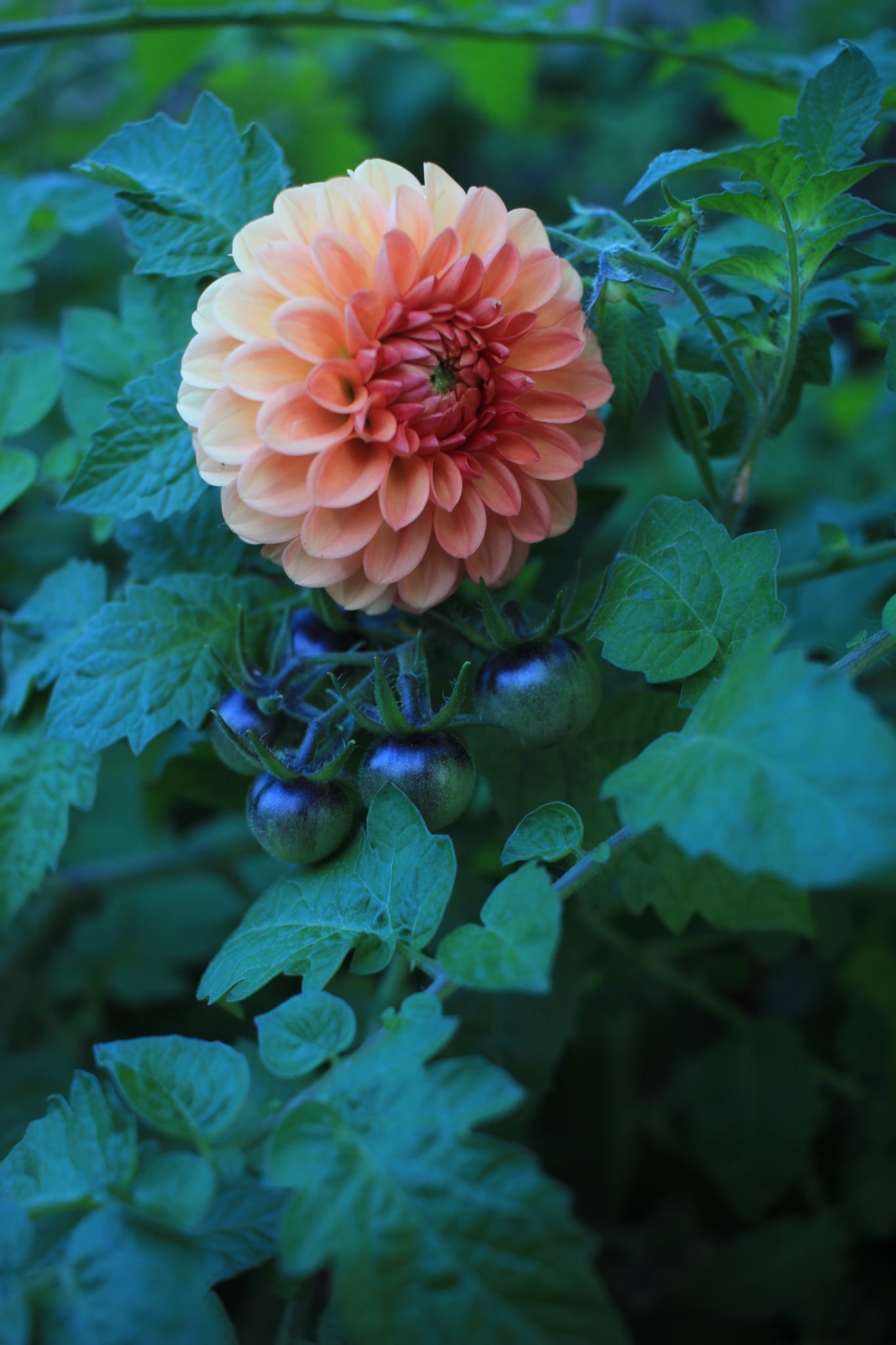 Florelie Angostura 🇦🇺