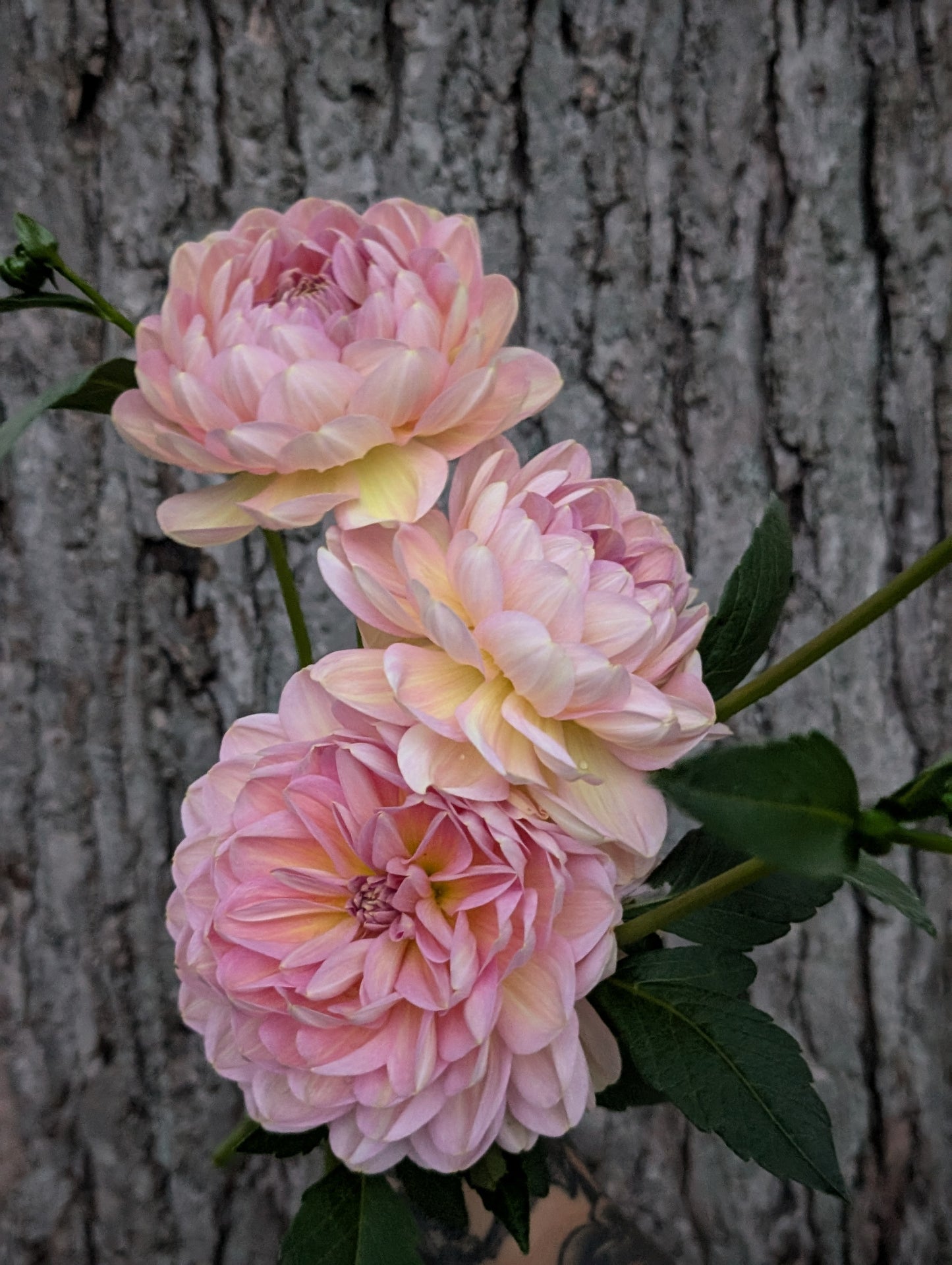 Hapet Old Charm (Limit ONE)