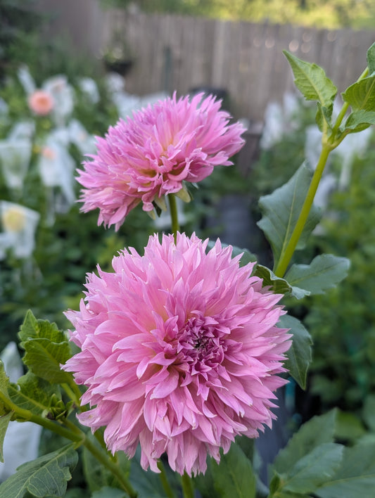 Lee's Strawberry Fizz