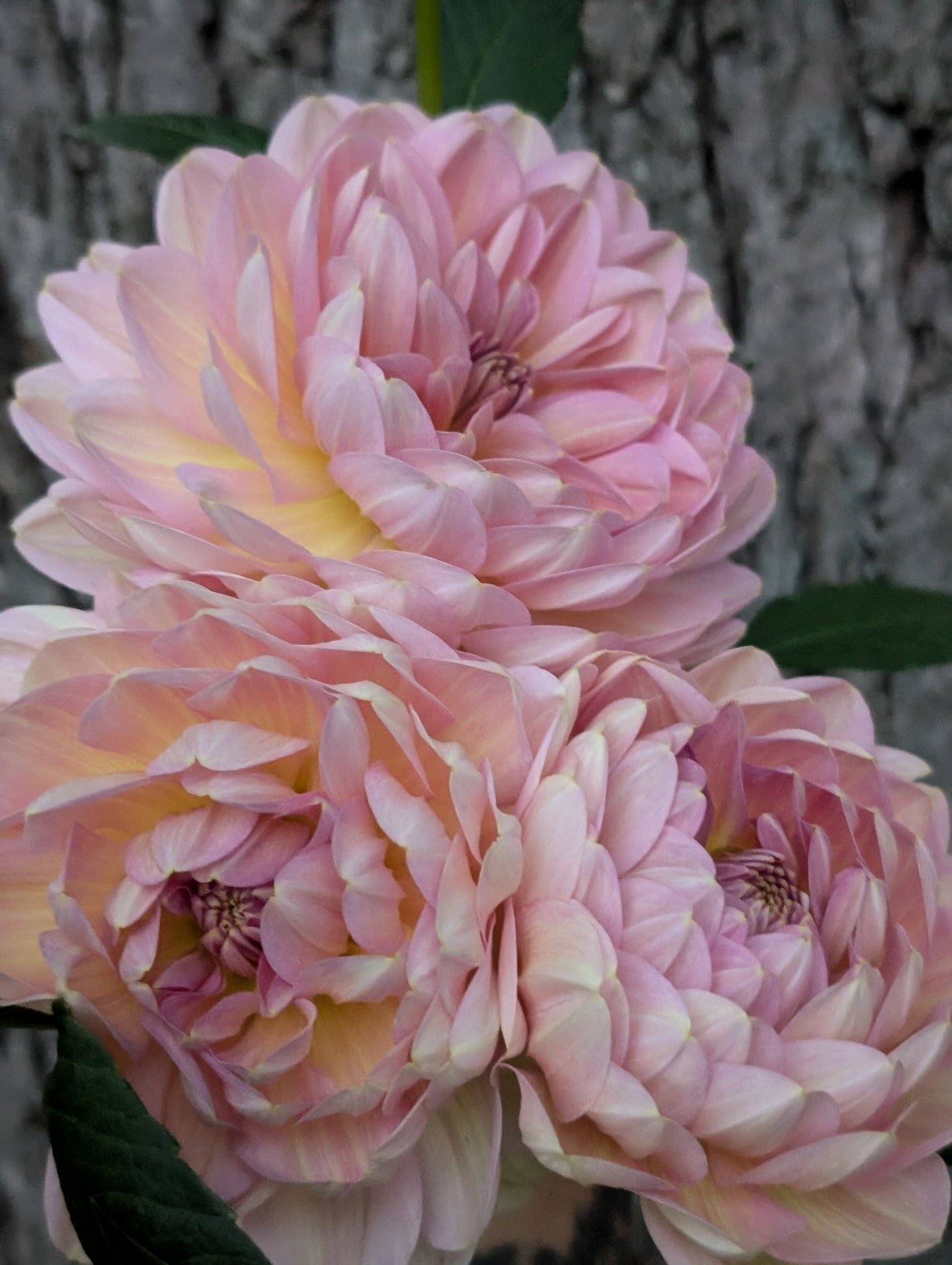 Hapet Old Charm (Limit ONE)