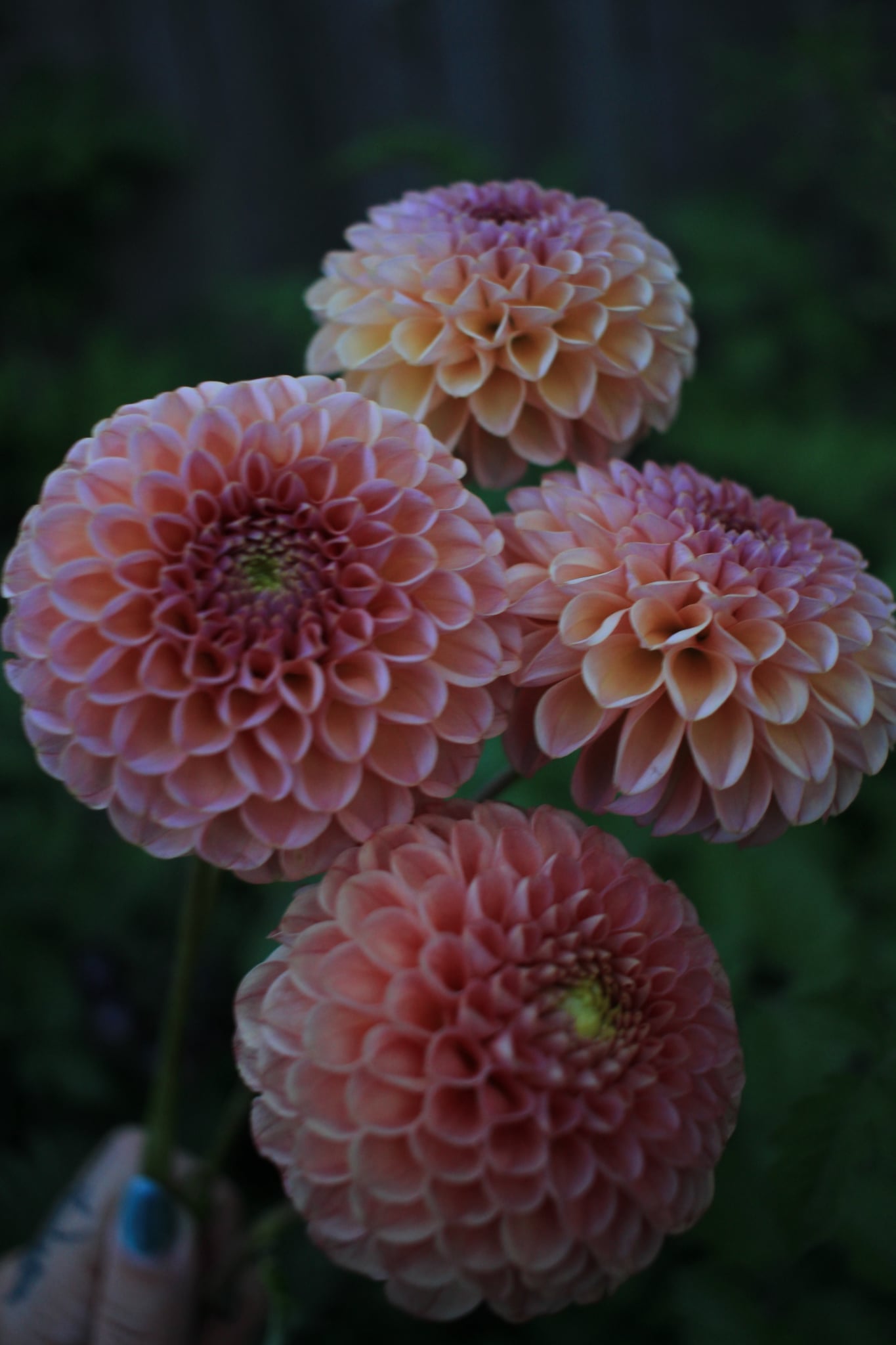 Boho Rose
