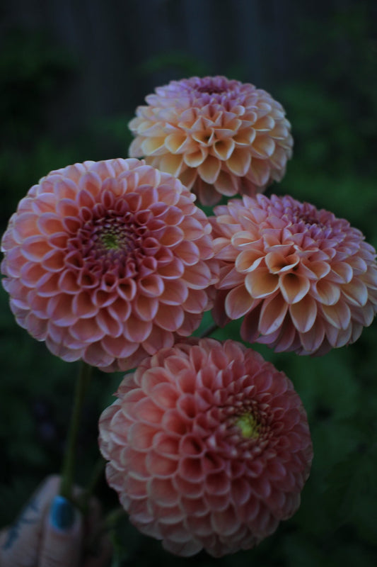 Boho Rose
