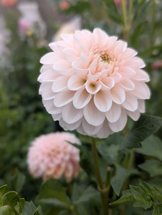 Lee's Kewpie (Limit ONE)