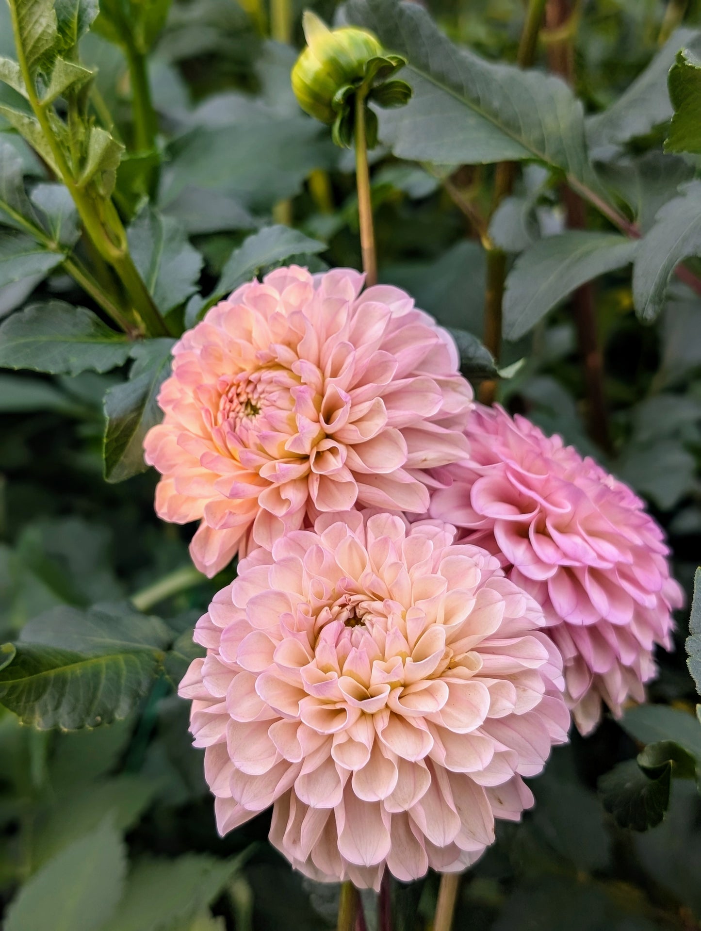 Levi's Revenant (Limit ONE)