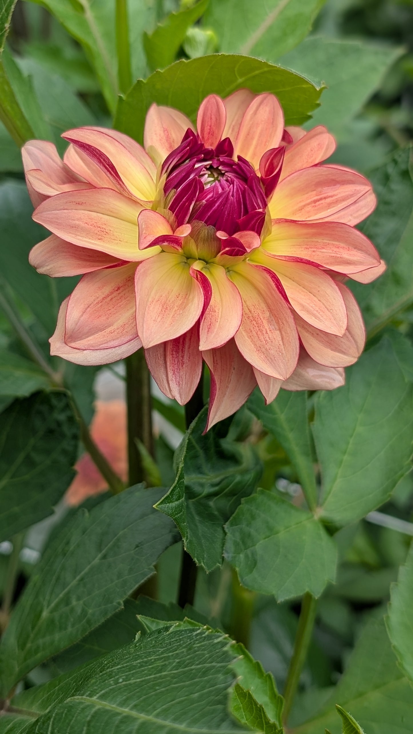 Carpe Dahlia Harvest