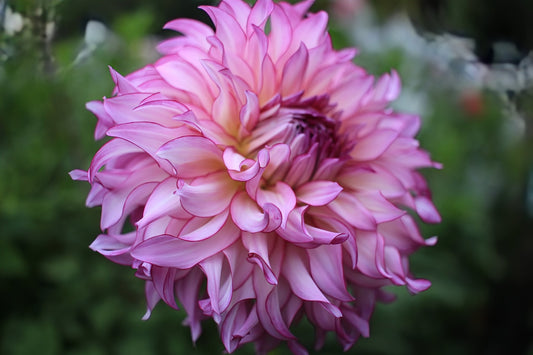 Veca Lucia