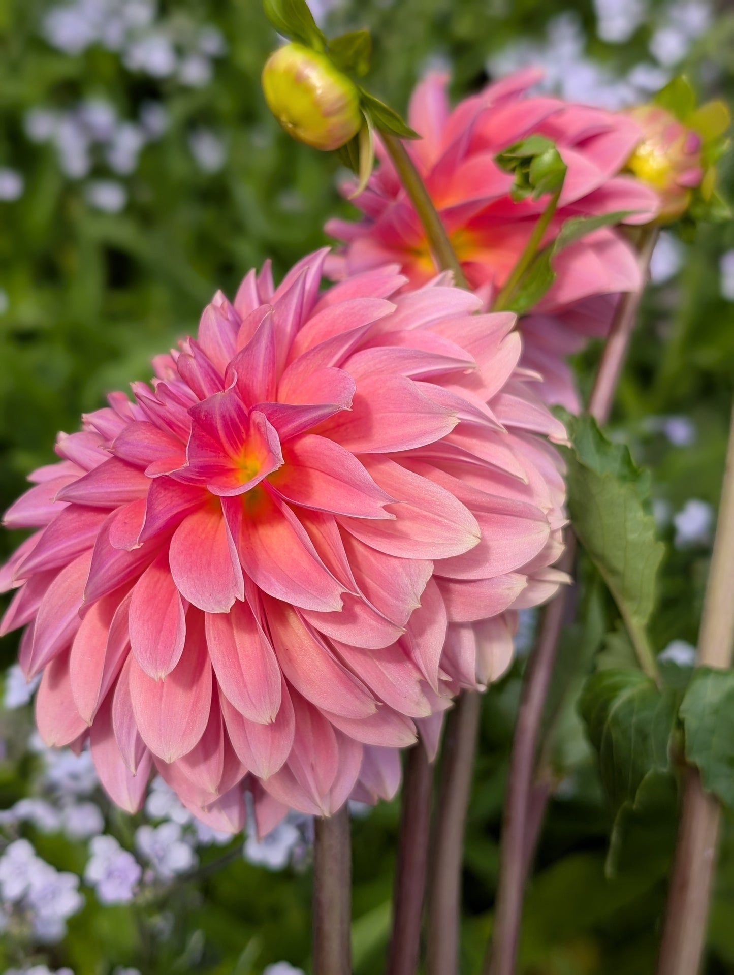 Clearview Pataha (Limit ONE)