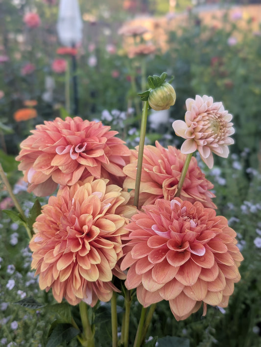 Bell's Sienna Rose (Limit ONE)