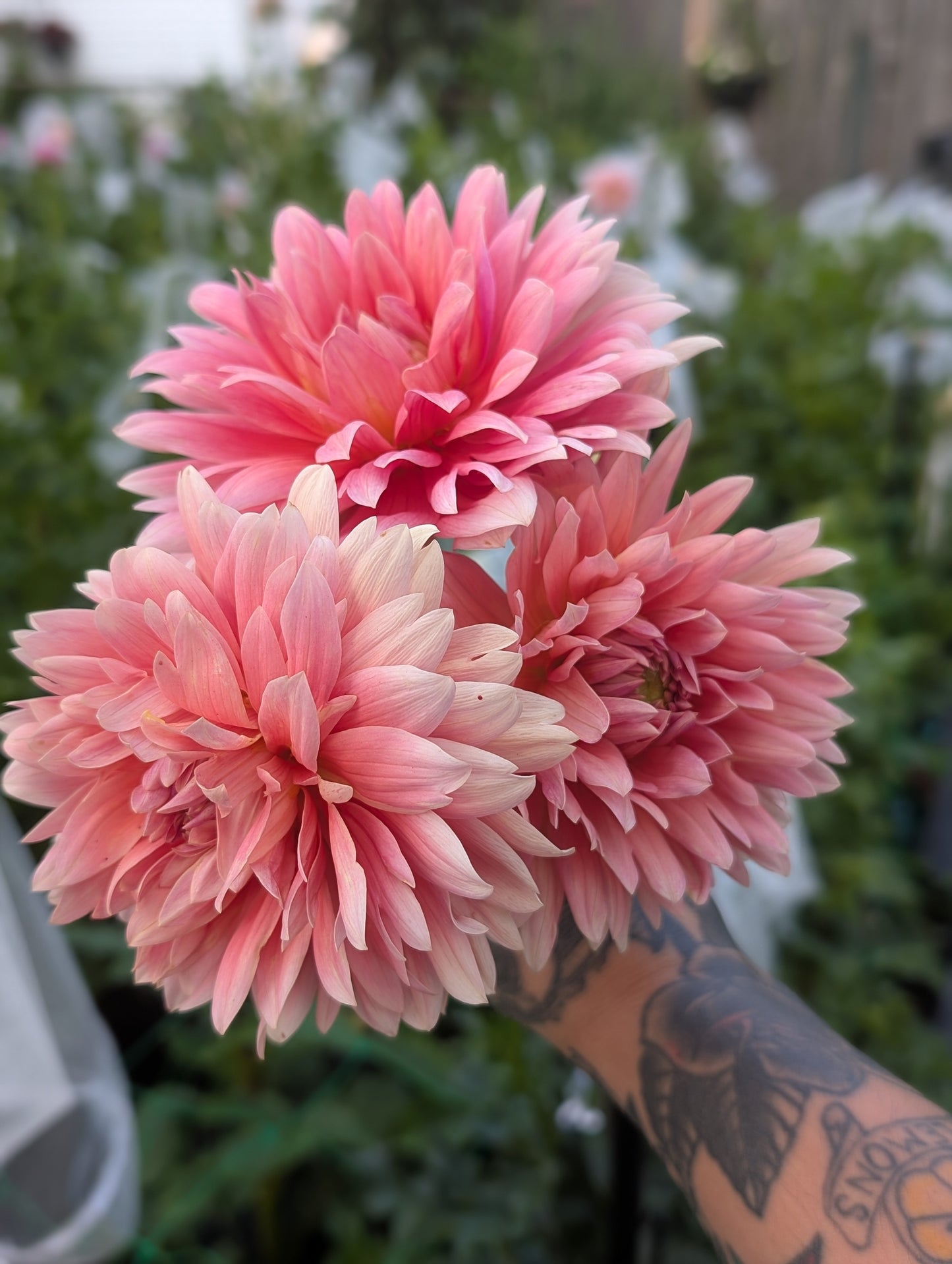 Carolina Wagemans (Limit ONE)