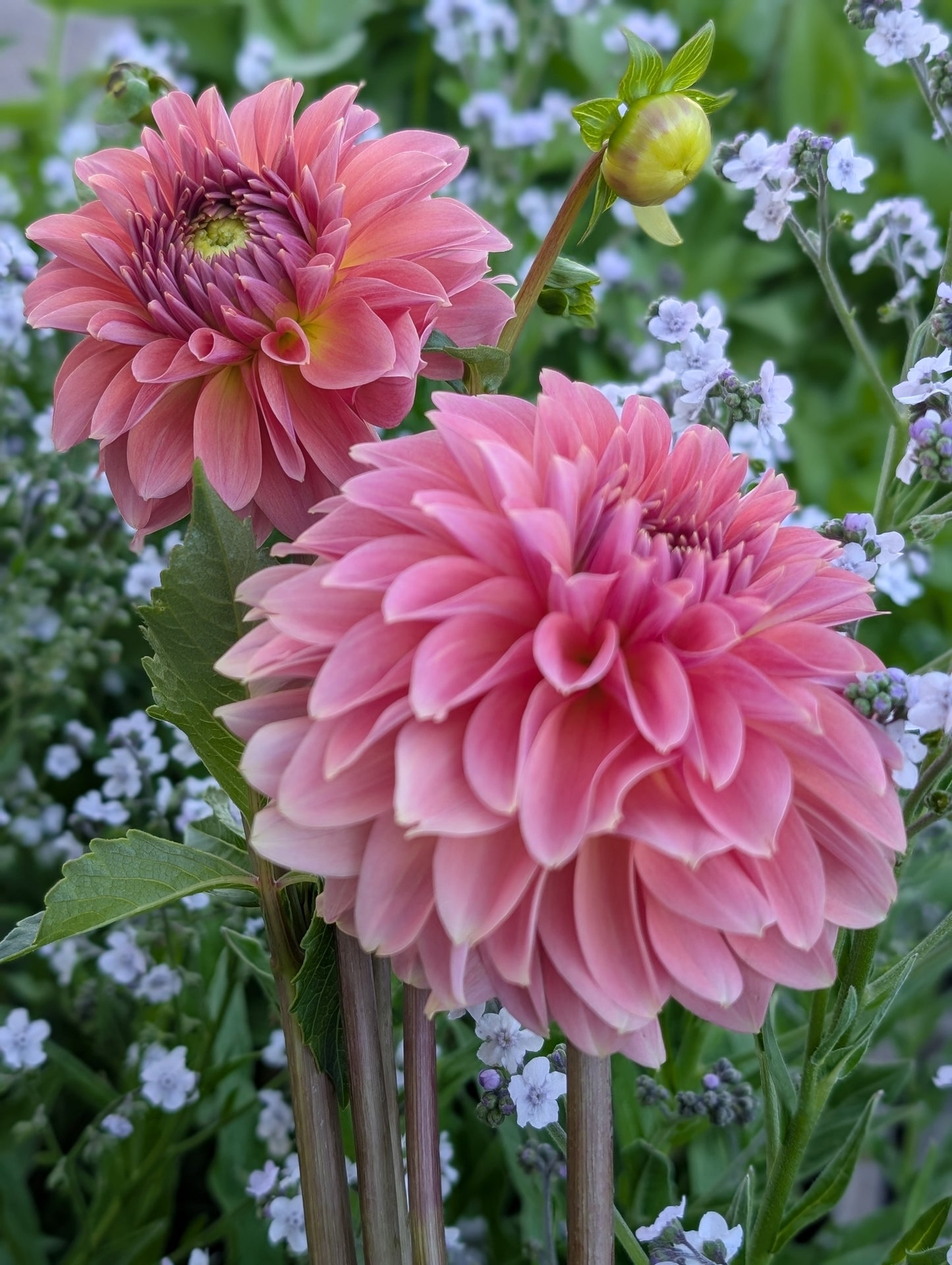 Clearview Pataha (Limit ONE)