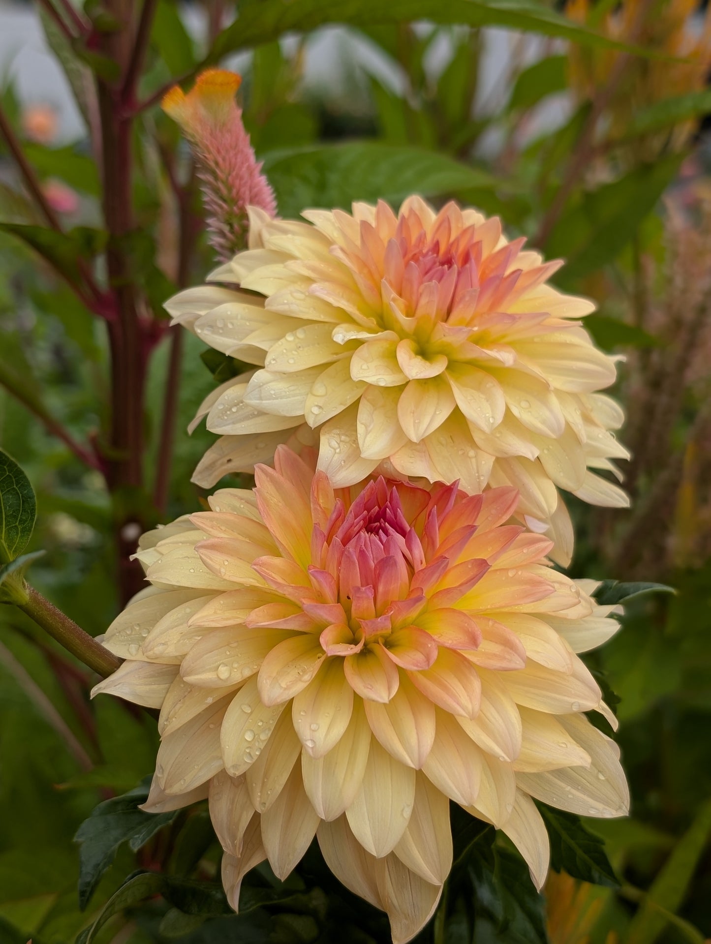 Lee's Sweet Corn Princess (Limit ONE)