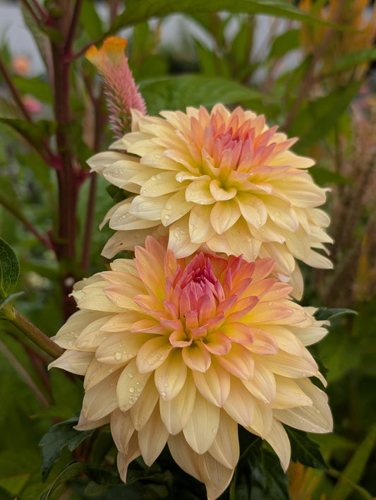 Lee's Sweet Corn Princess (Limit ONE)