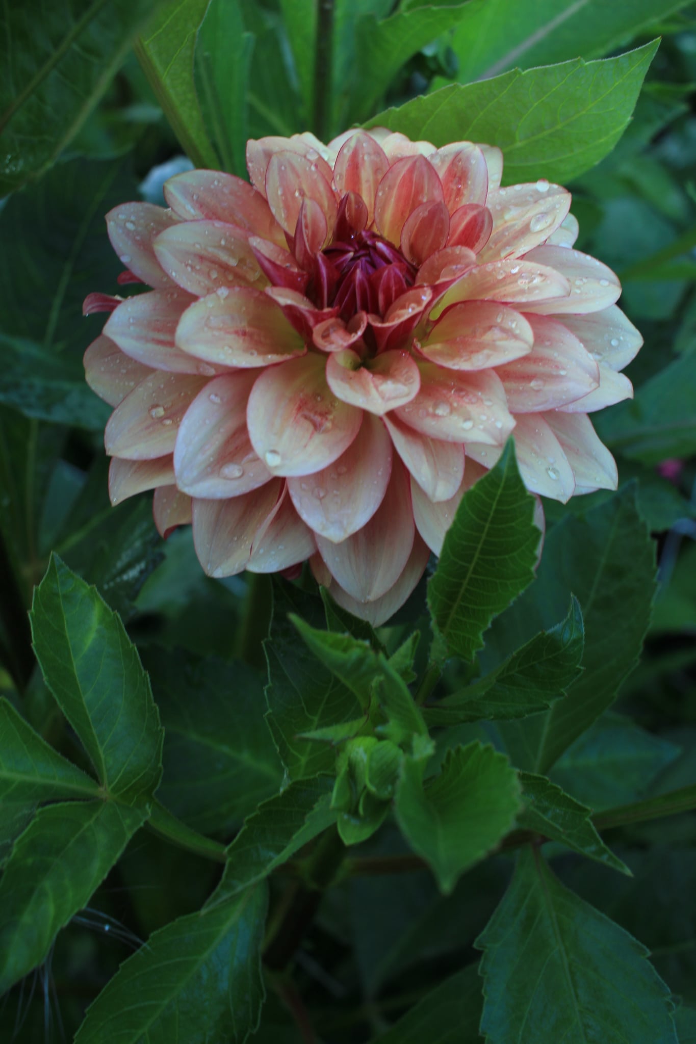 Carpe Dahlia Harvest