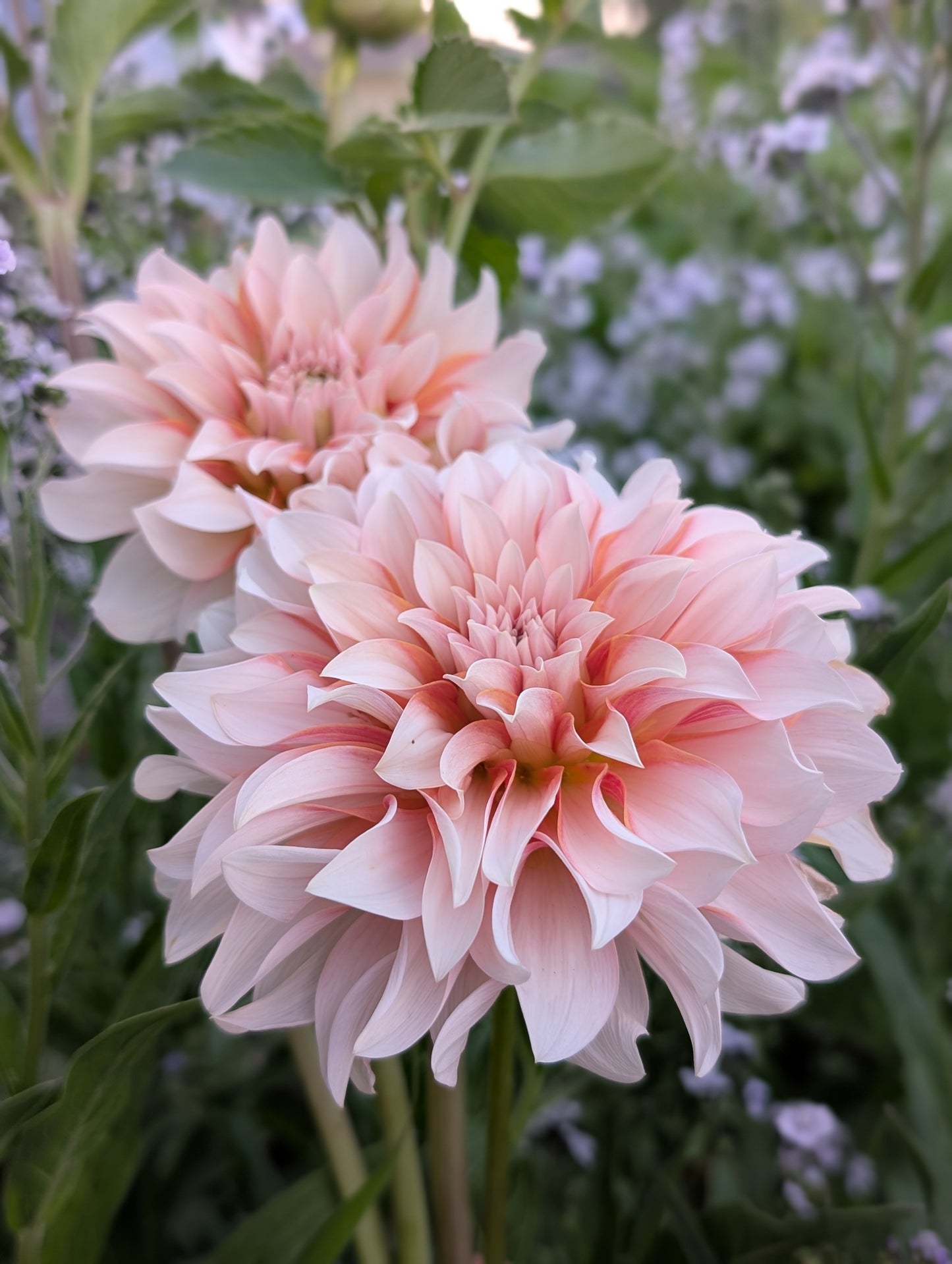 Lee's Chloe (LIMIT ONE)