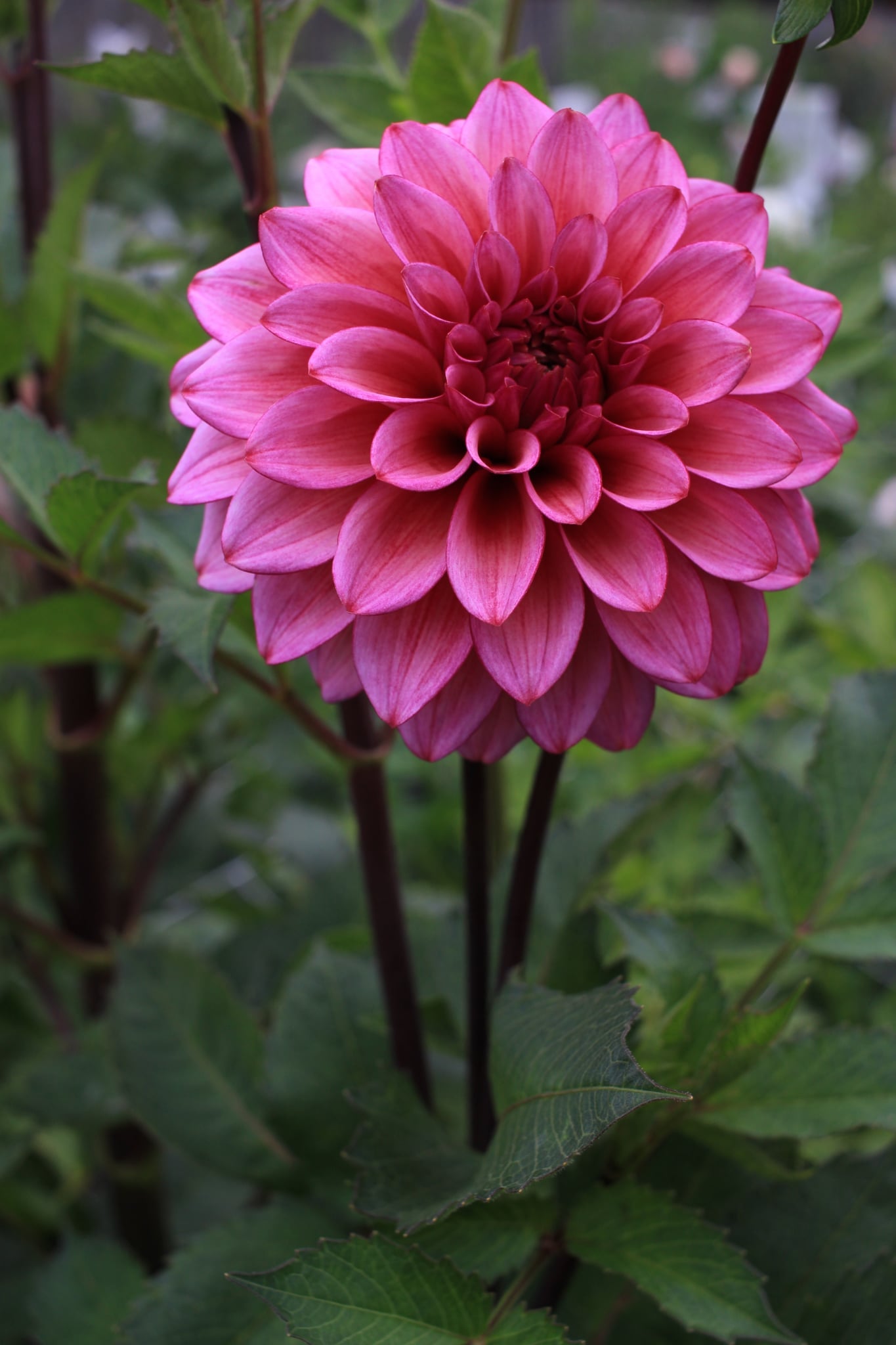 Avonlea