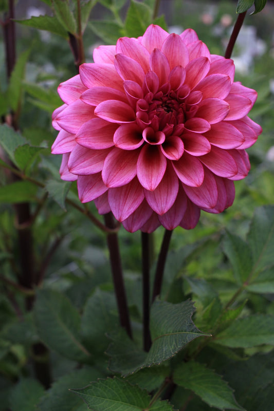 Avonlea
