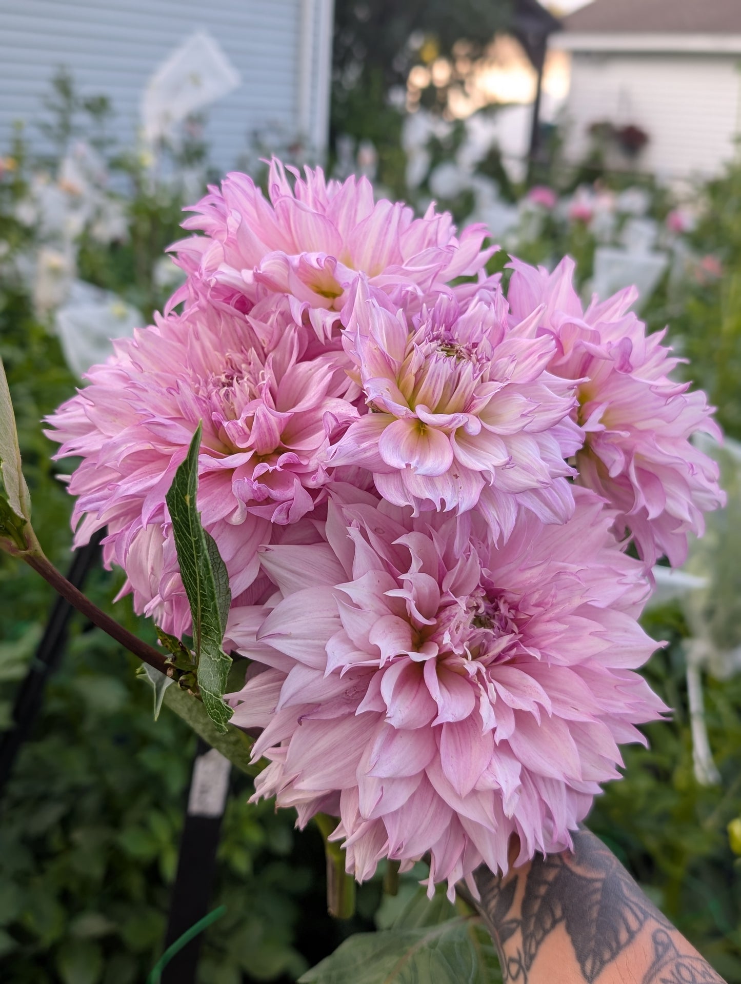 Lee's Sweet Tooth (Limit ONE)