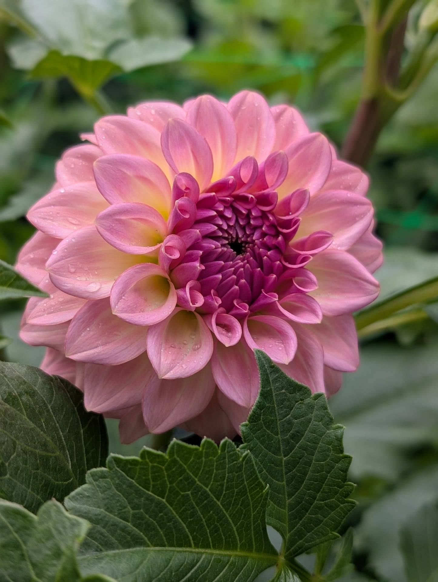 Levi's Blue Smoke (Limit ONE)