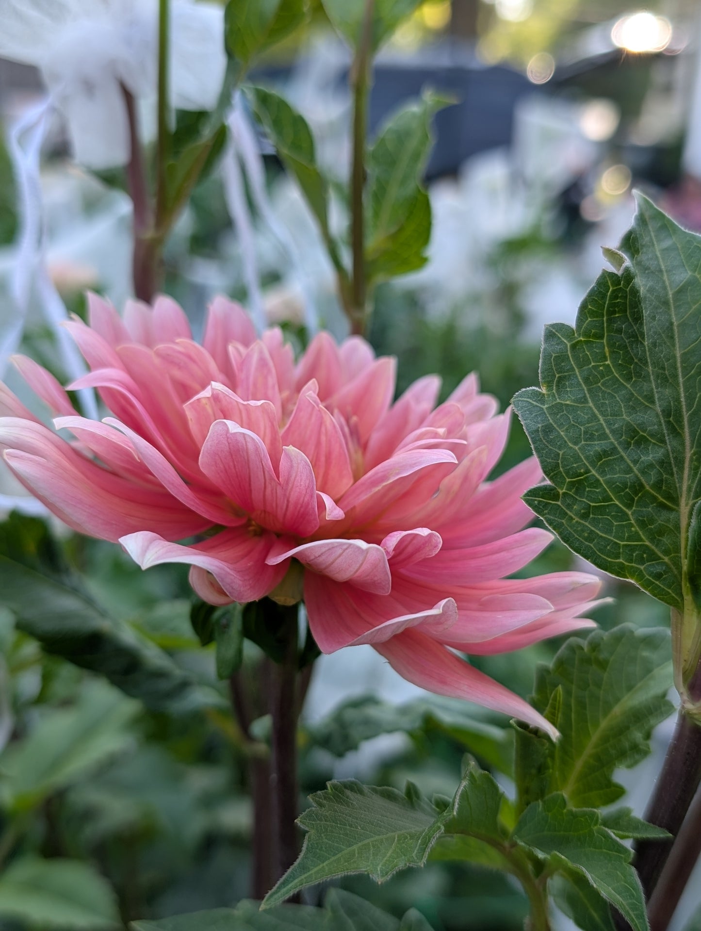 Carolina Wagemans (Limit ONE)