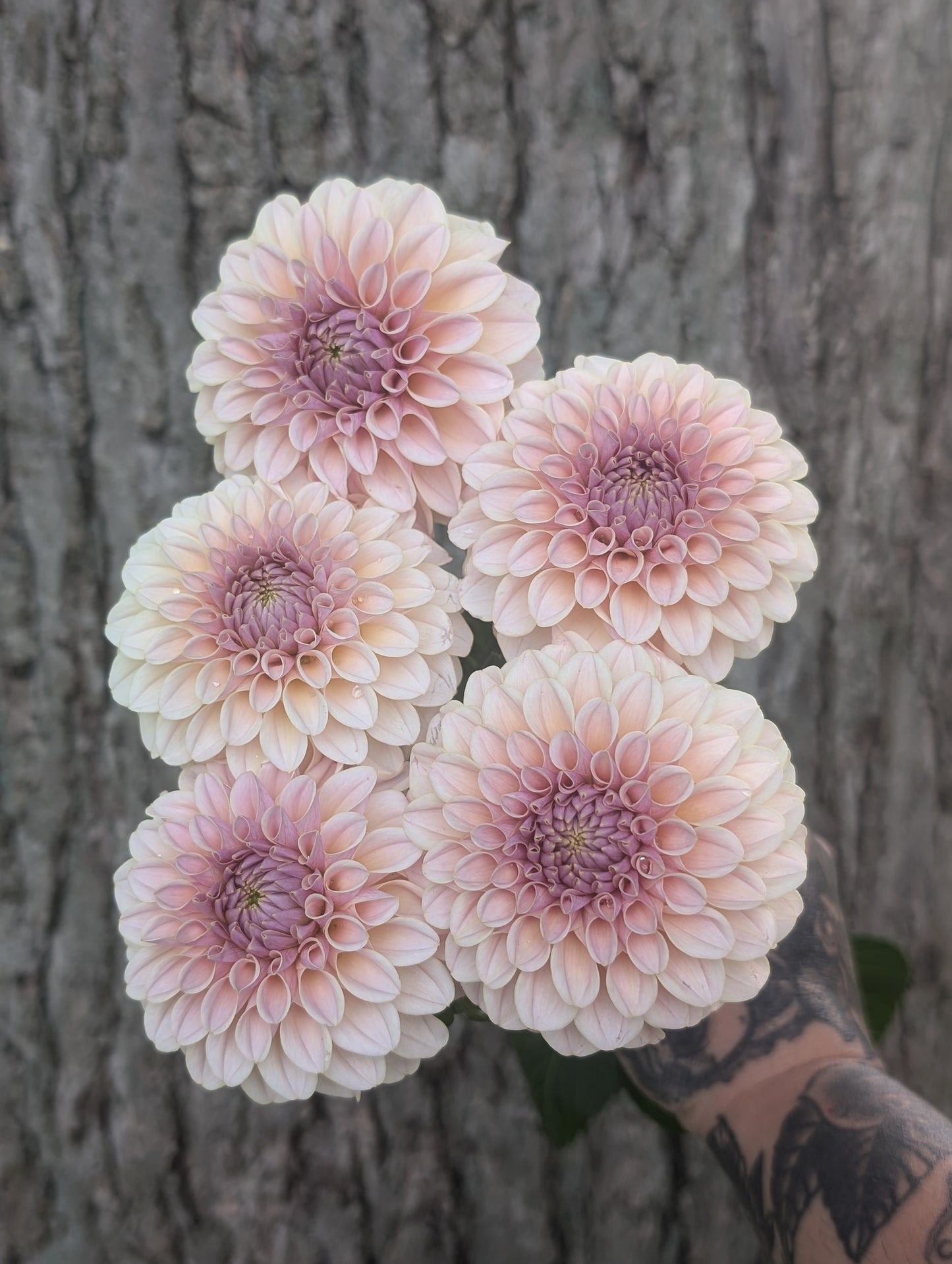 Cinder Rose (Limit ONE)