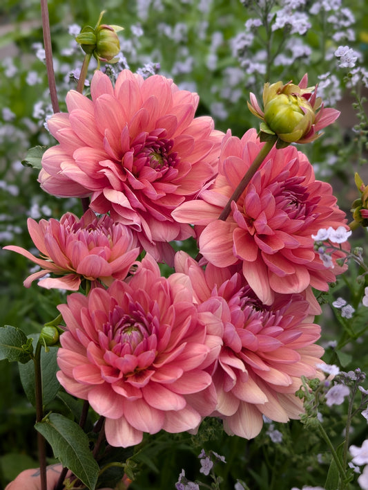 Chateau De La Bourdaisiere (Limit ONE)