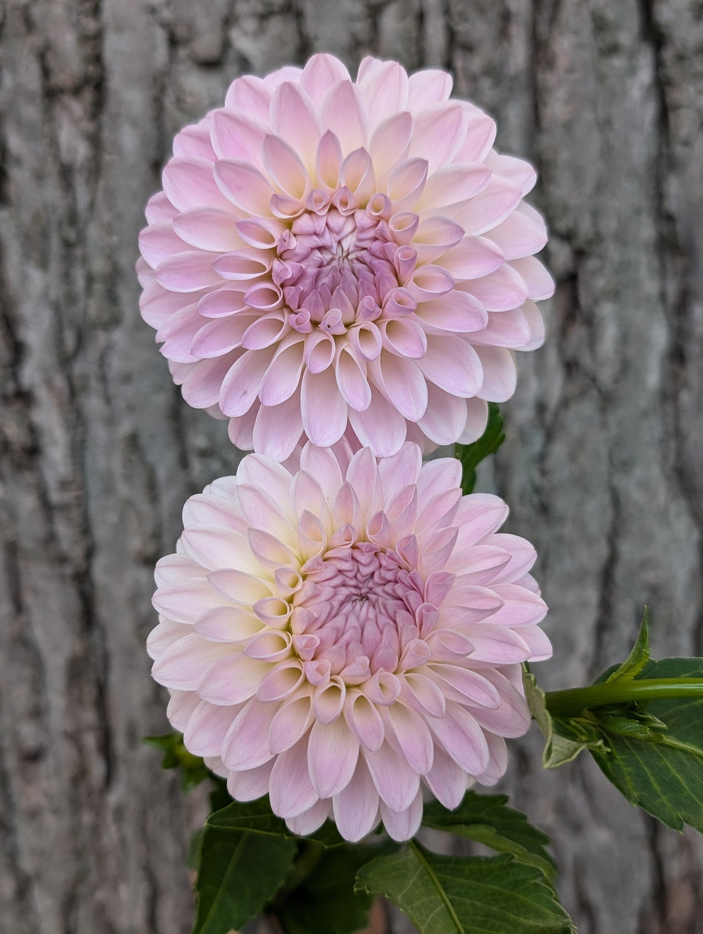 Tahoma Stellar Feller