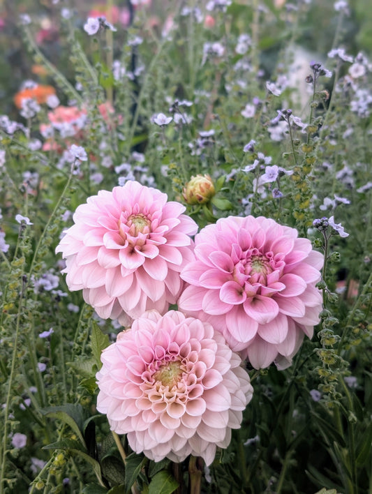 Levi's Confessor (Limit ONE)