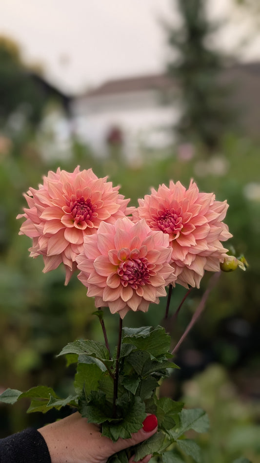 Lee's Bandicoot (Limit ONE)