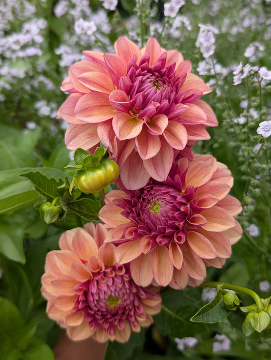 Lee's Golden Raspberry (Limit ONE)