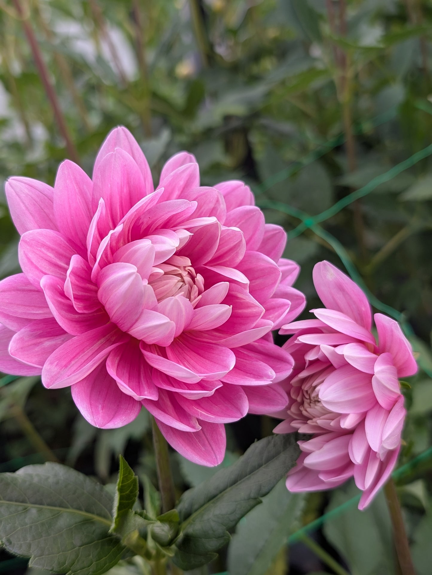 Hollyhill Pink Parfait