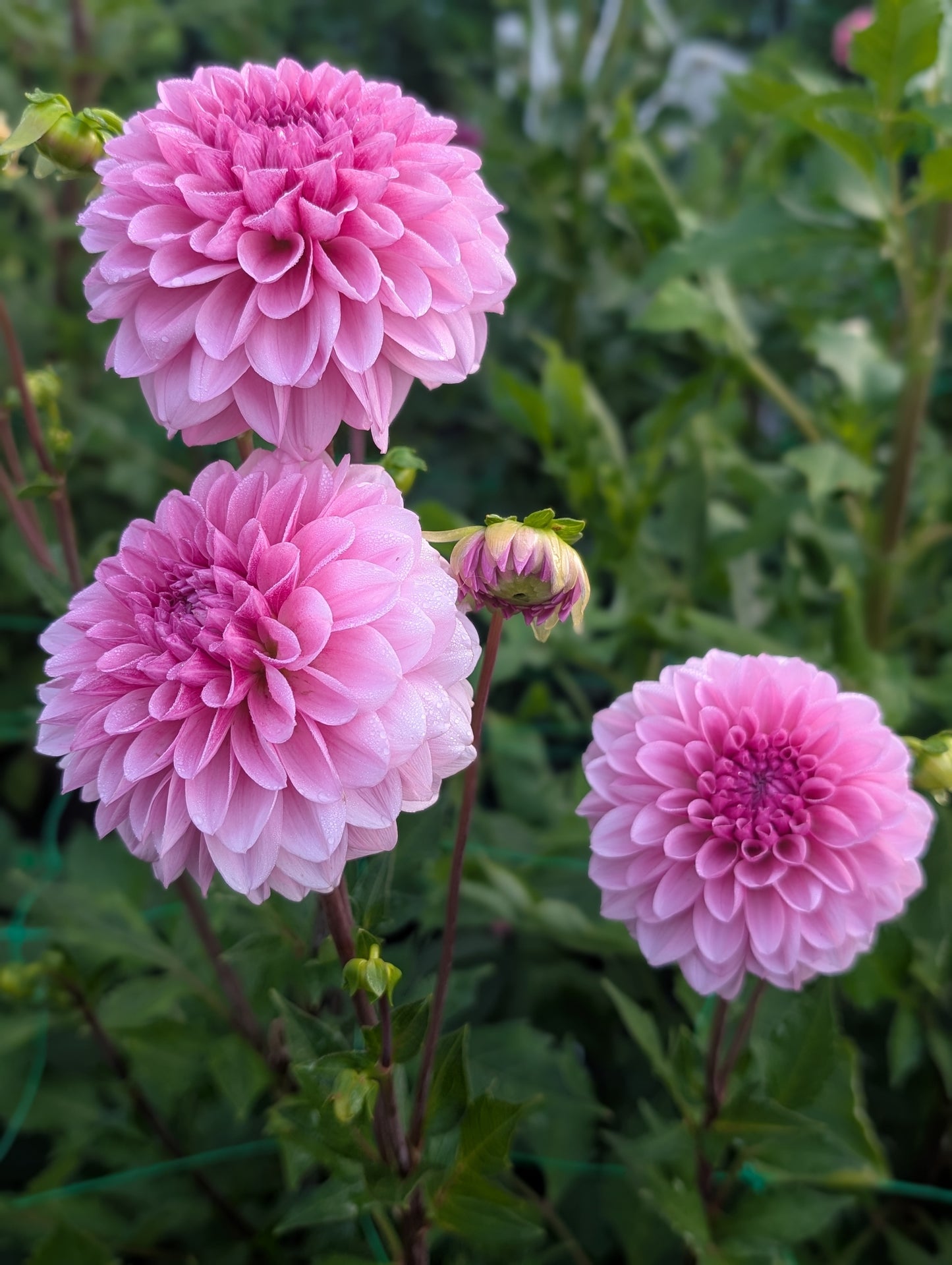 Lee's Sugar Rush (Limit ONE)