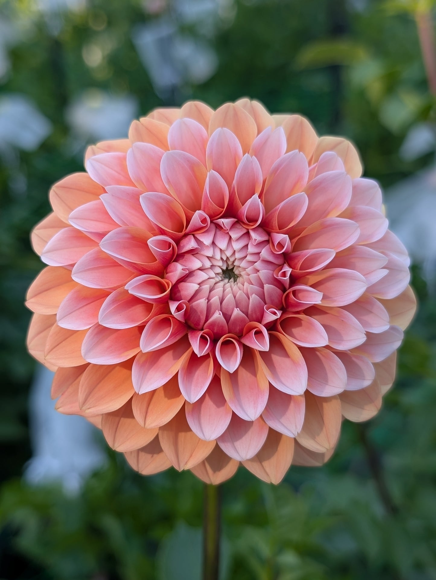 Bell's Otago (Limit ONE)