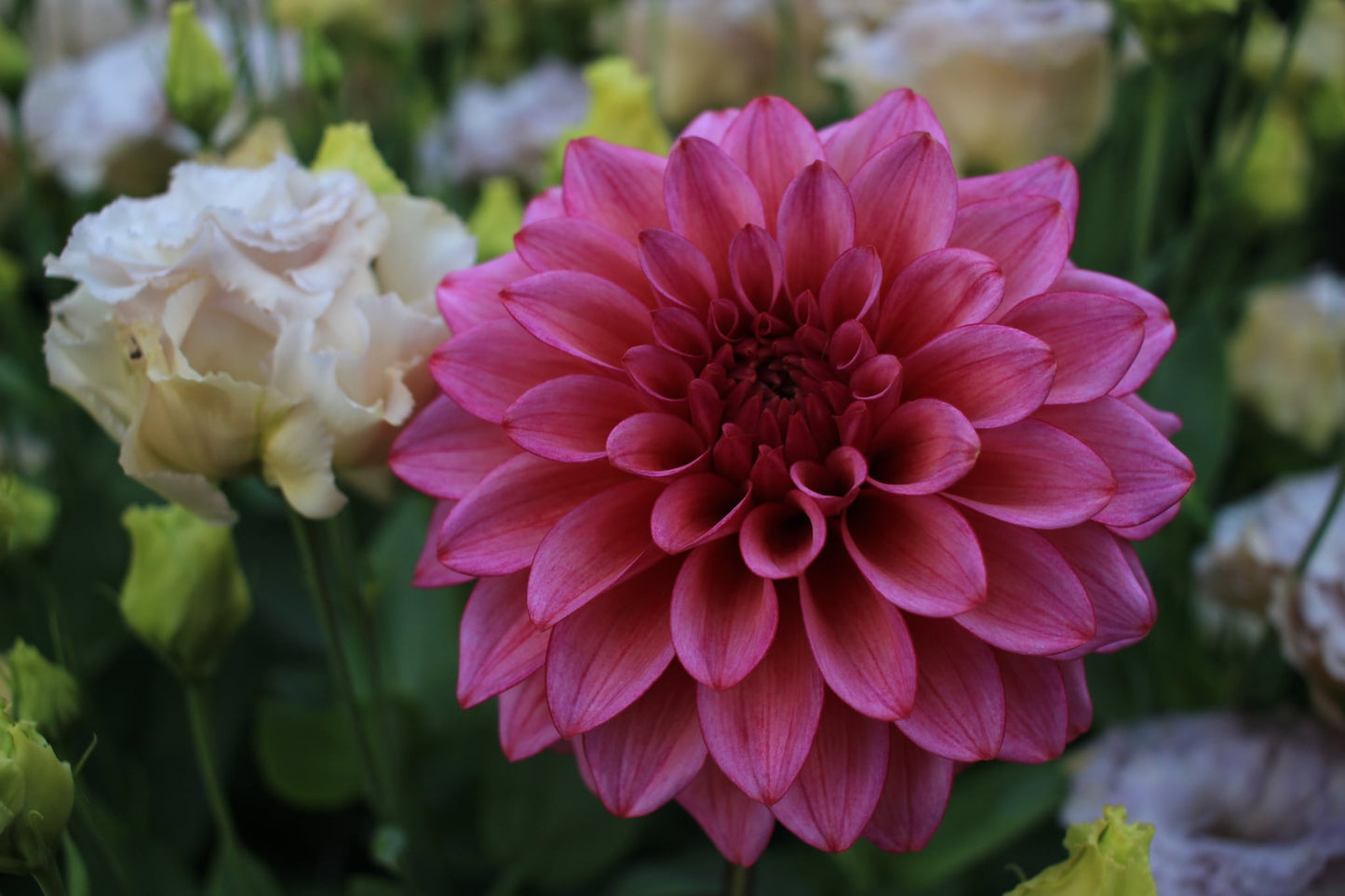 Avonlea