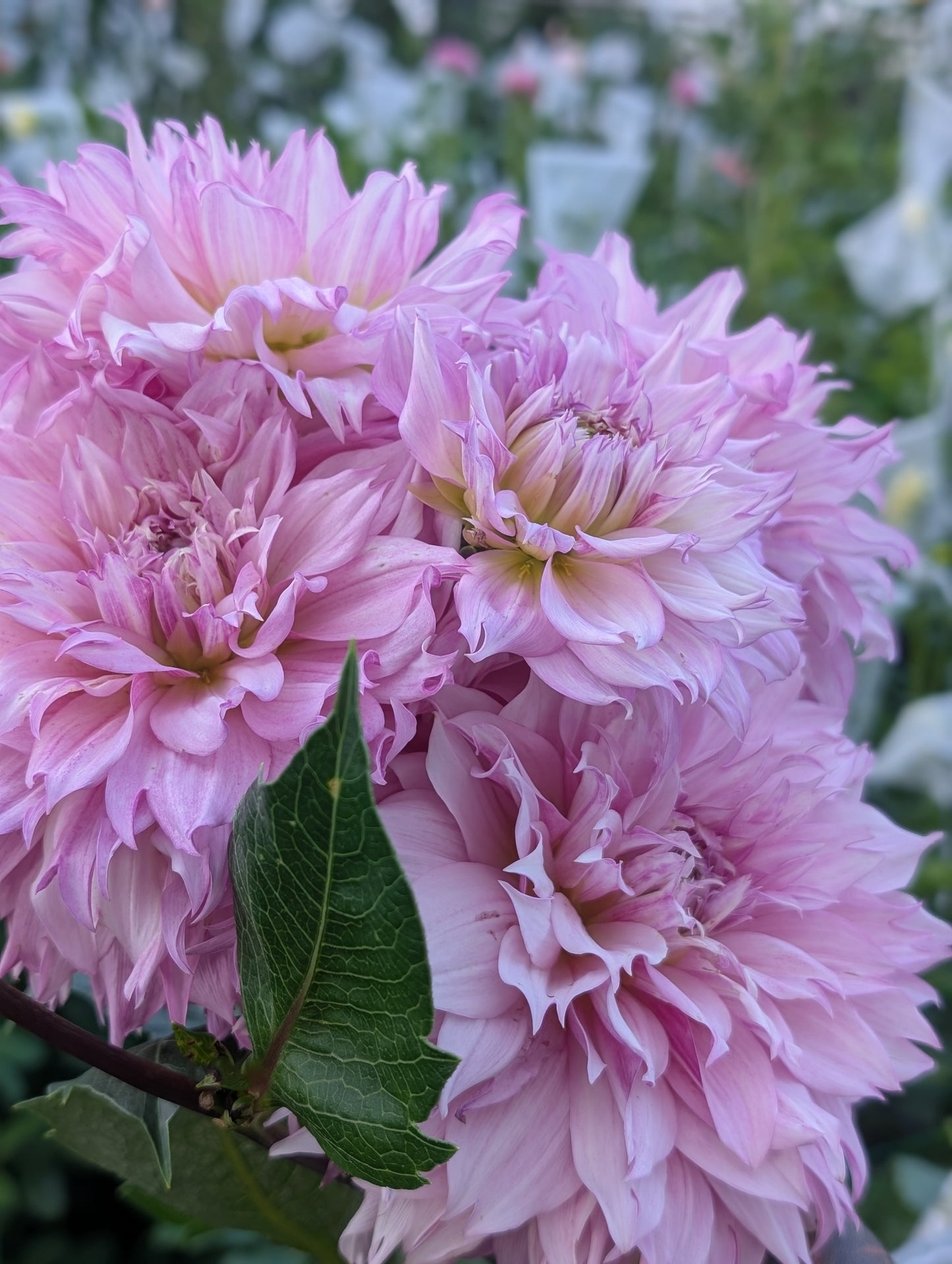 Lee's Sweet Tooth (Limit ONE)