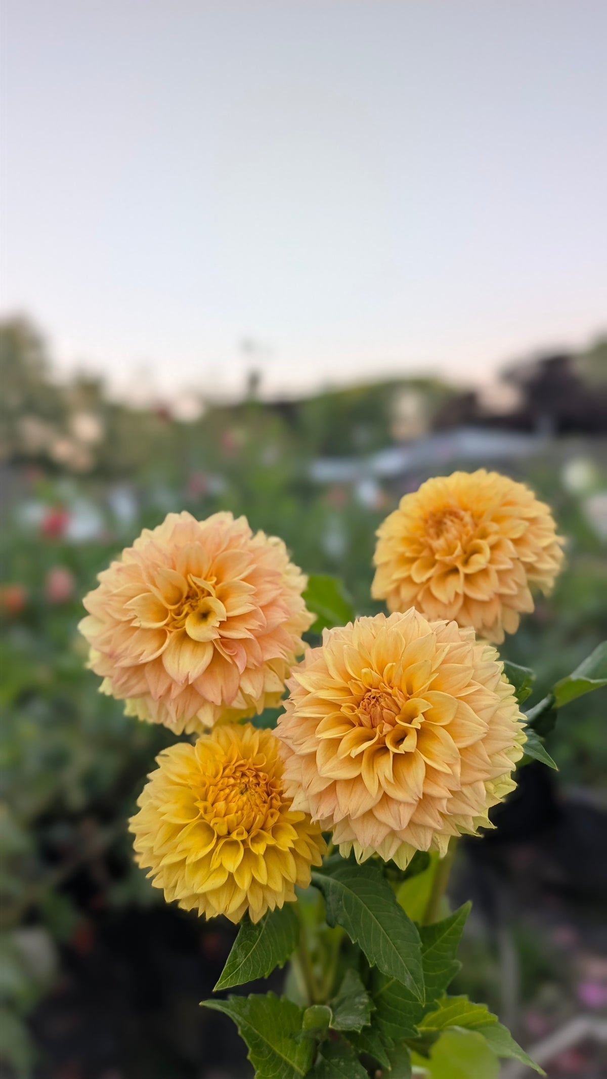 Florelie Dandelion 🇦🇺