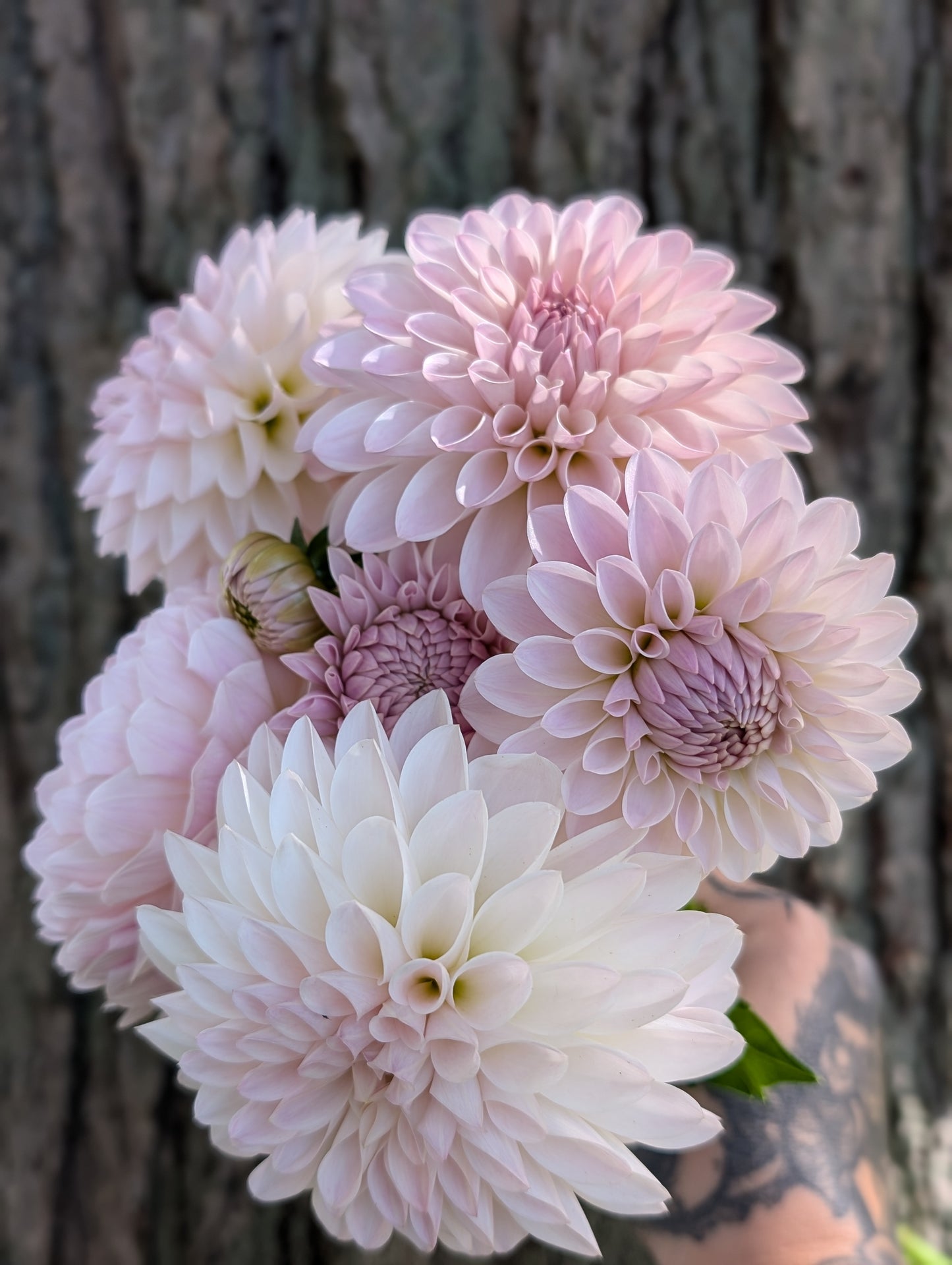 Tahoma Stellar Feller