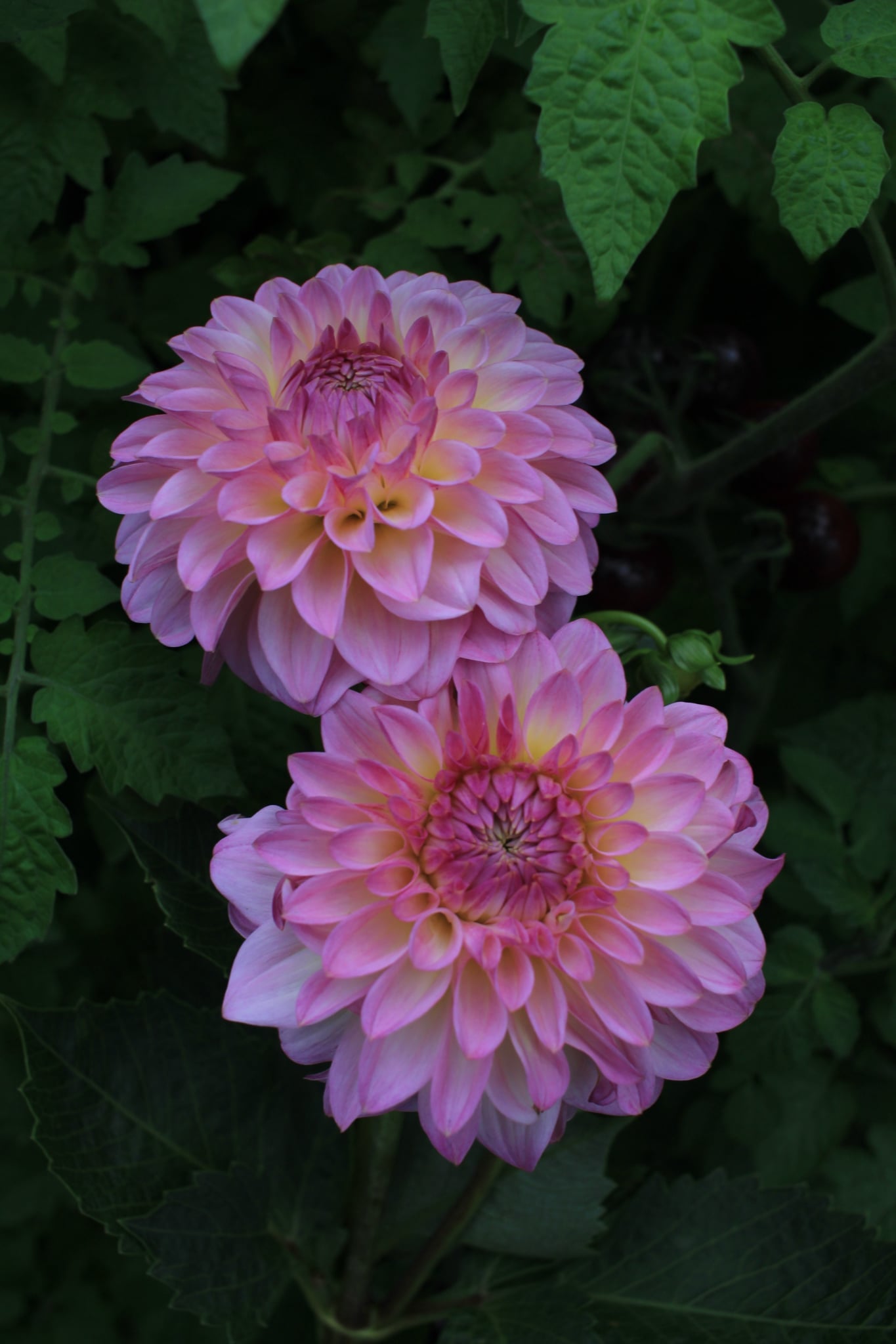Arnside Rose