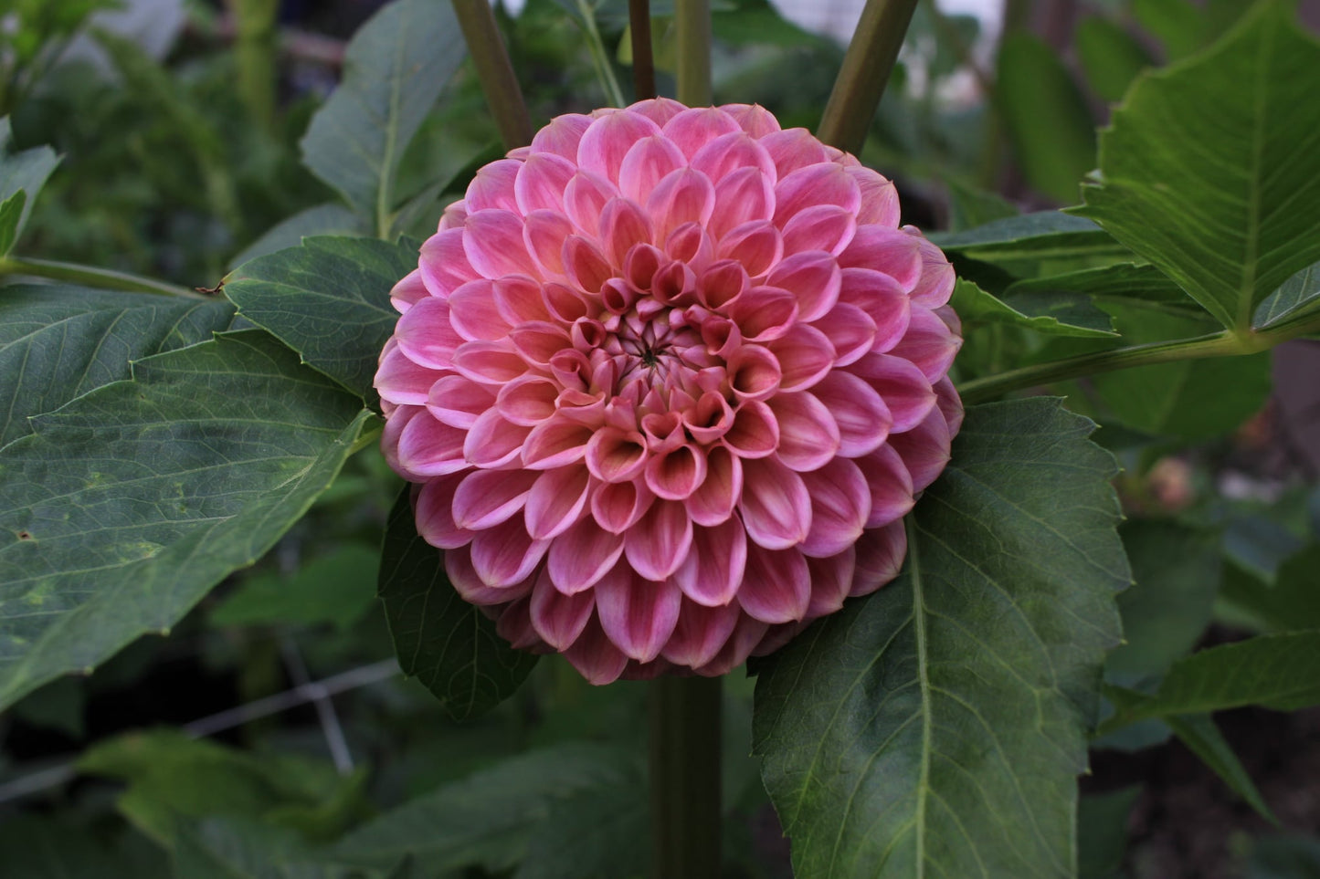 Dorset Rose