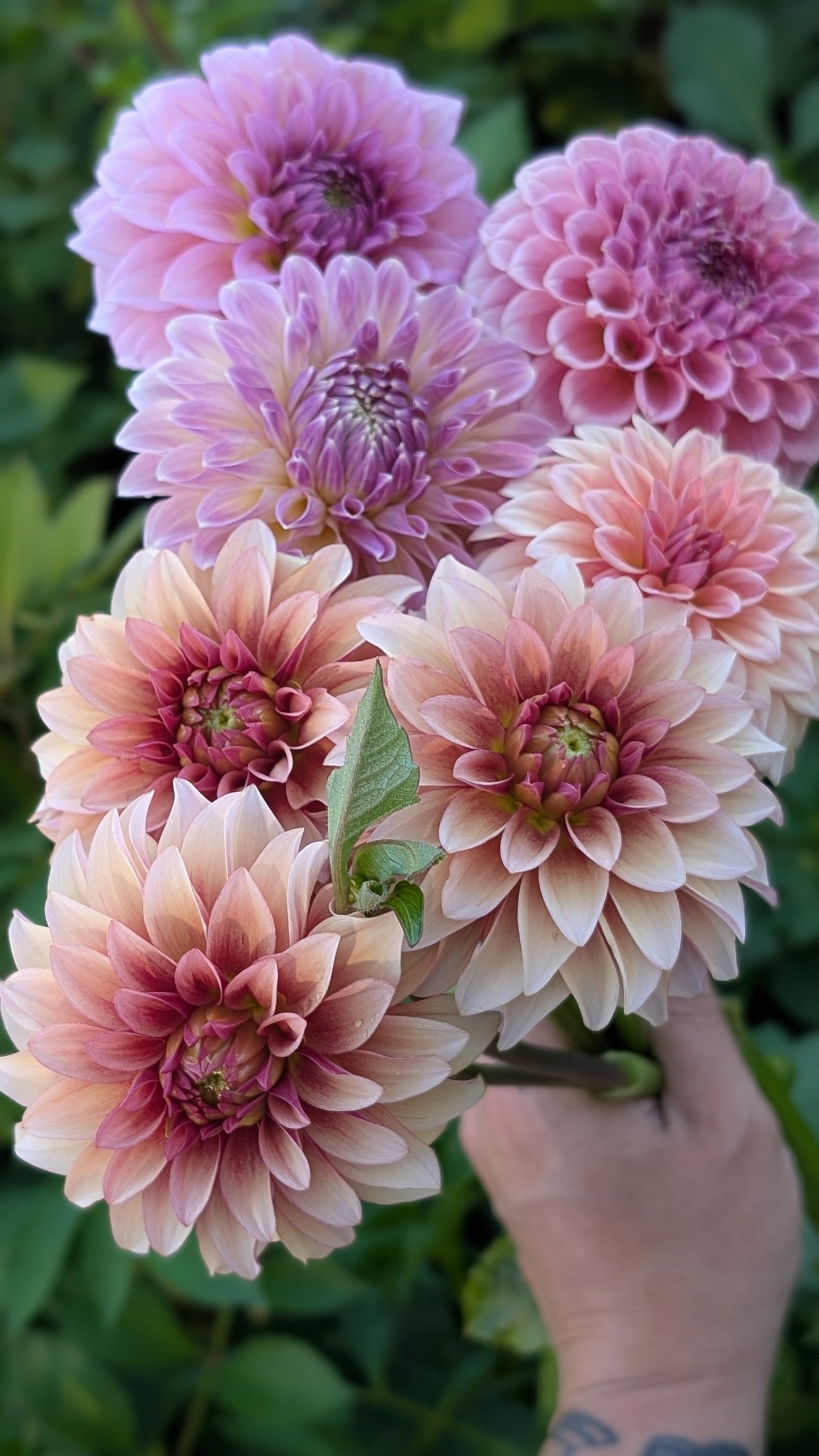 RM Rose Gold