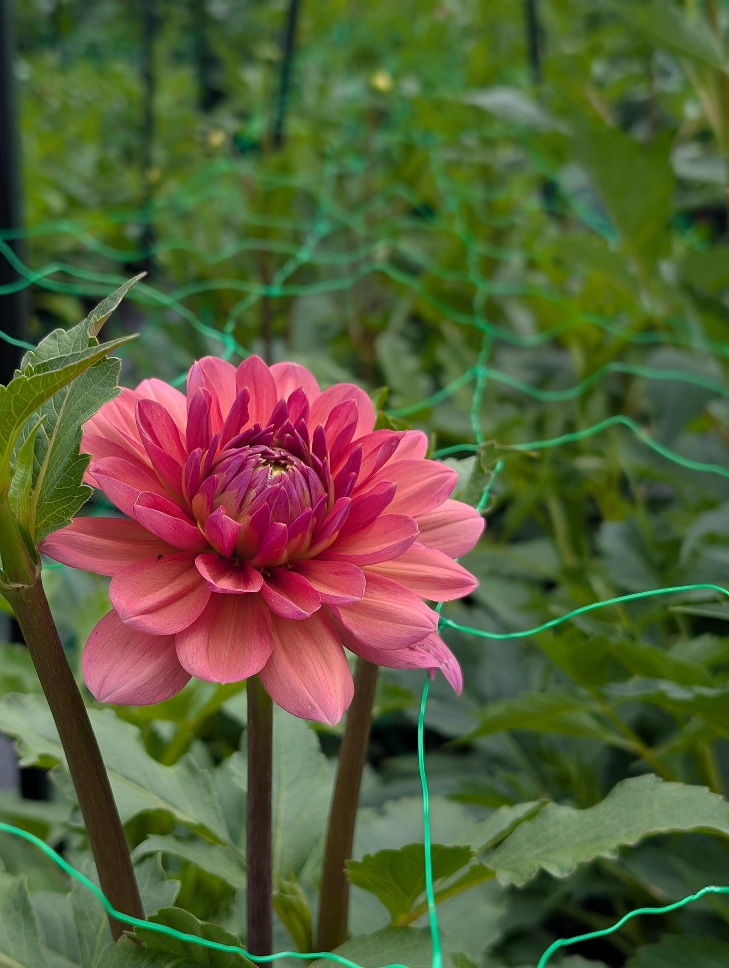 Chateau De La Bourdaisiere (Limit ONE)