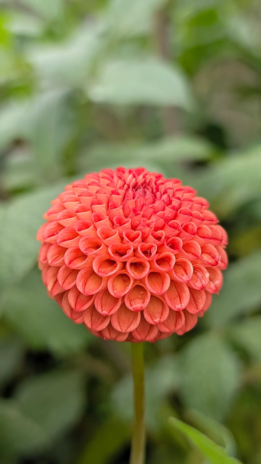 Chimacum Pumpkin