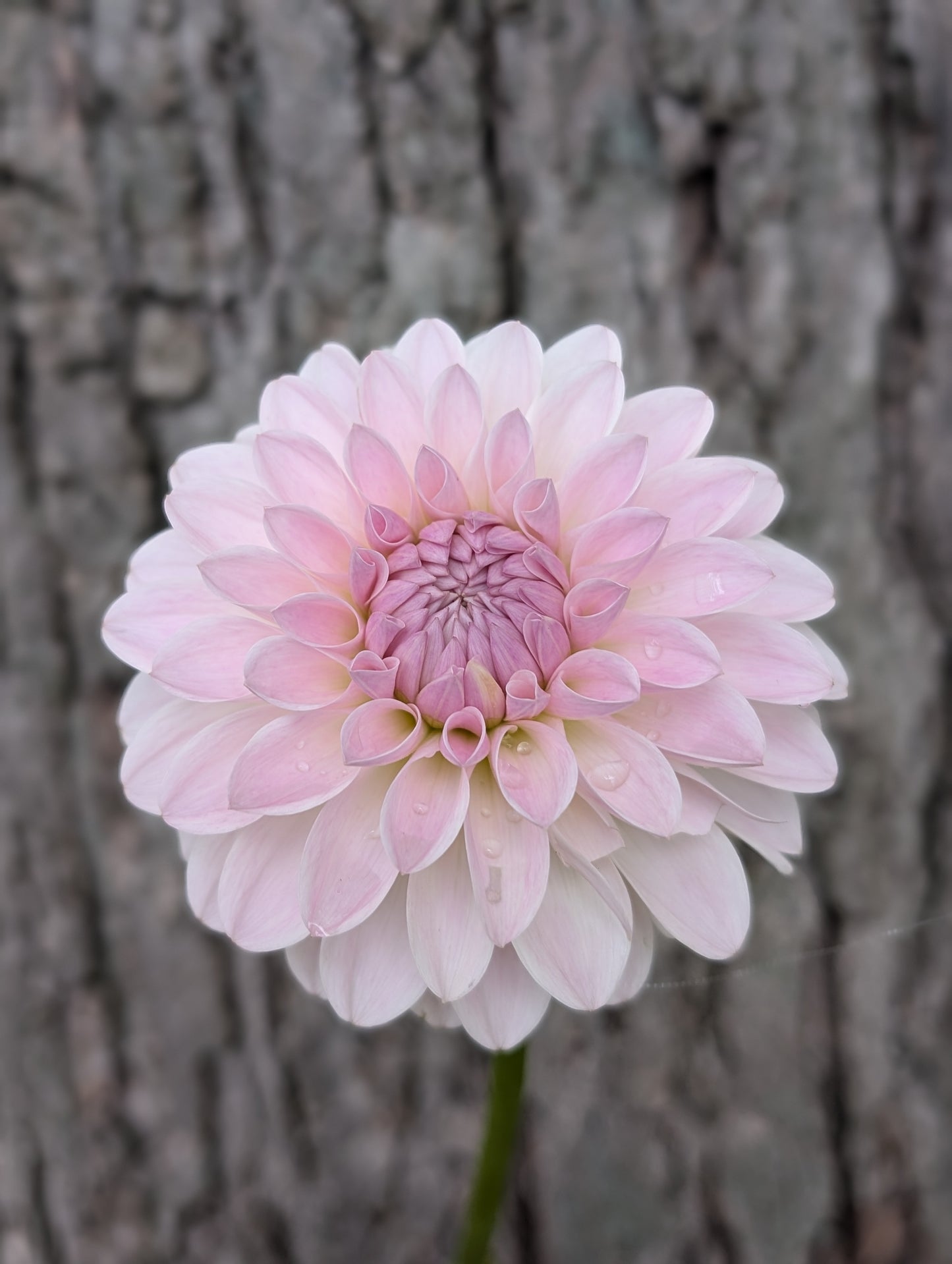 Tahoma Stellar Feller