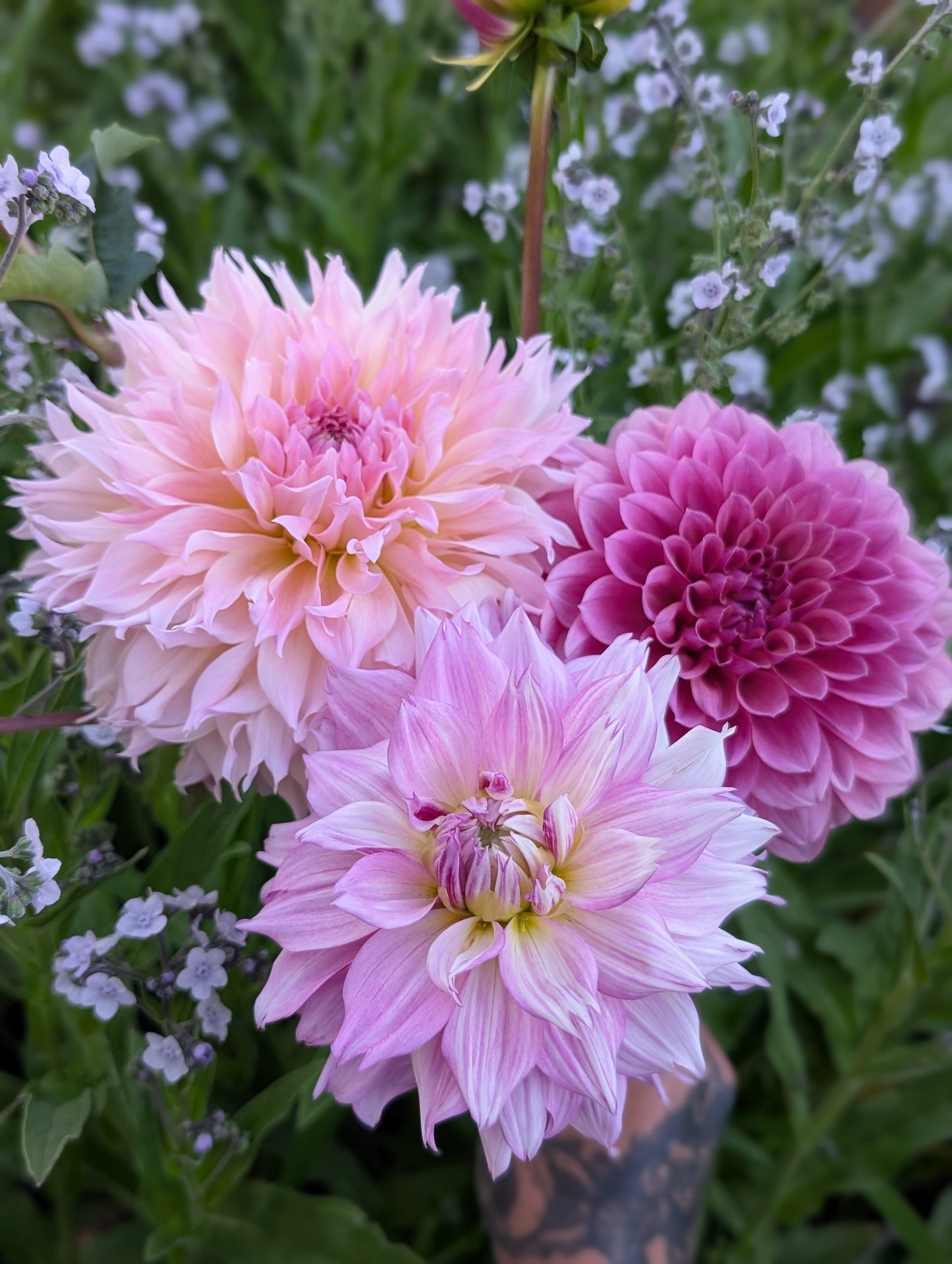 Lee's Pink Grapefruit