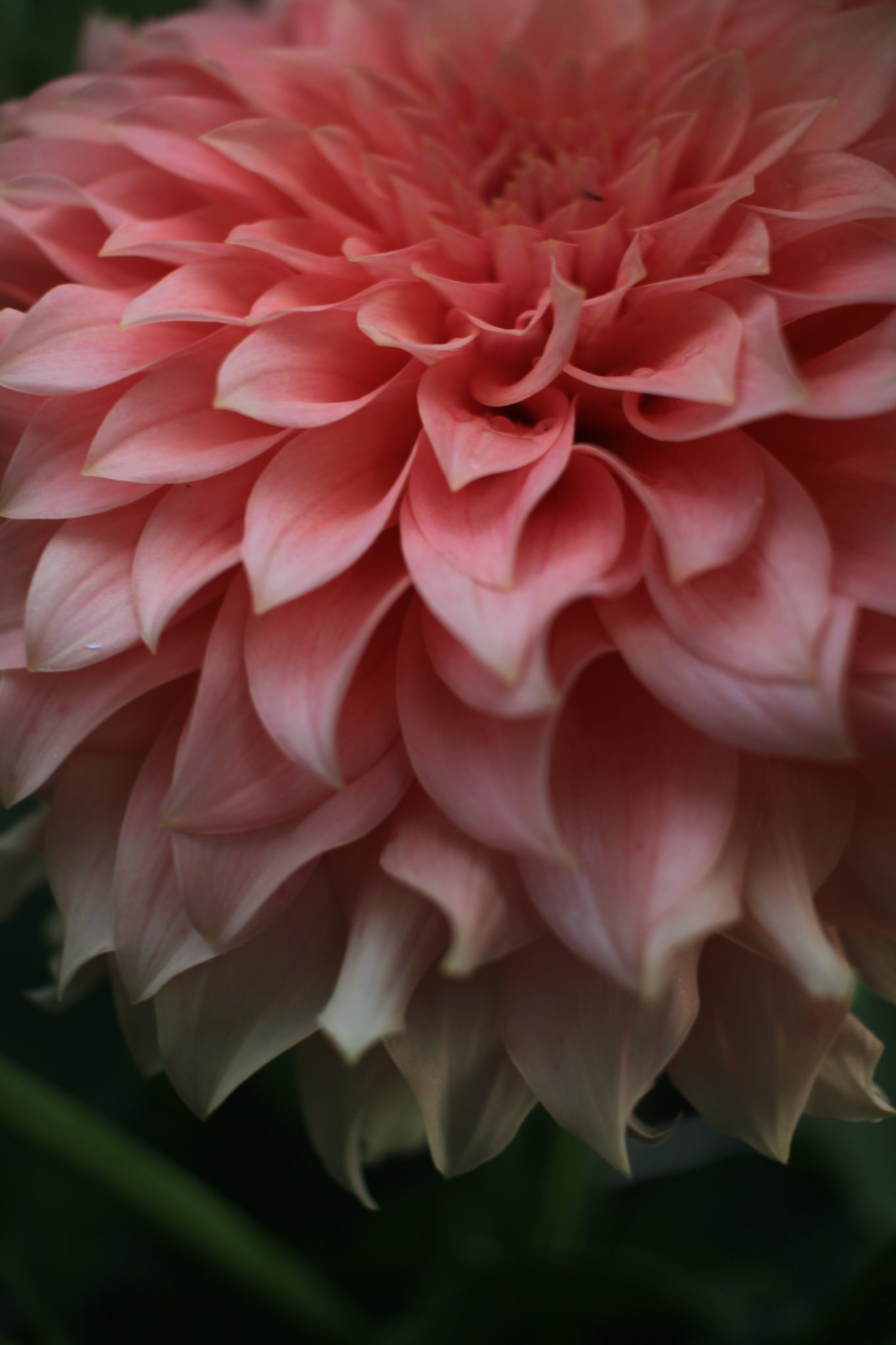 RM Peachy Pink